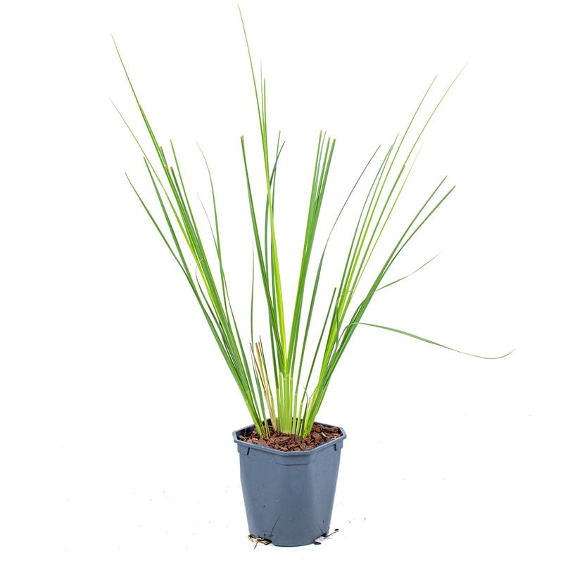 Bloomique - xl Cortaderia 'Pumila' - Herbe de pampa par 2 pièces - Plante d'extérieur et pot de pépinière ⌀17 cm - ↕25 cm - Green