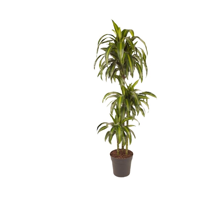 Plant In A Box - Dracaena fragrans - 'Hawaiian Sunshine' - ⌀ 24cm - Hauteur 130-140cm - Vert