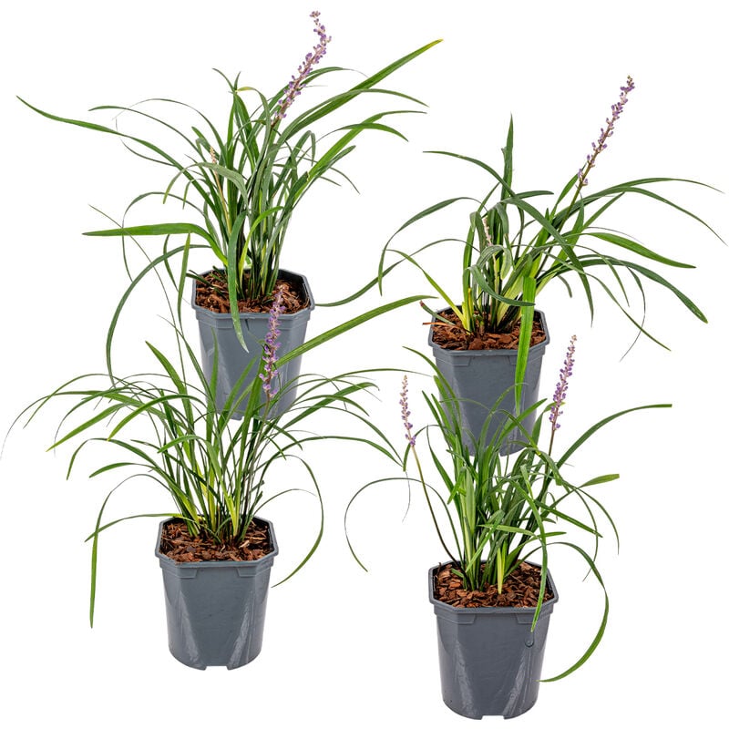 Xl Liriope 'Moneymaker' pot 2L - Lily grass par 4 pièces - Plante d'extérieur ⌀17 cm - ↕40-45 cm