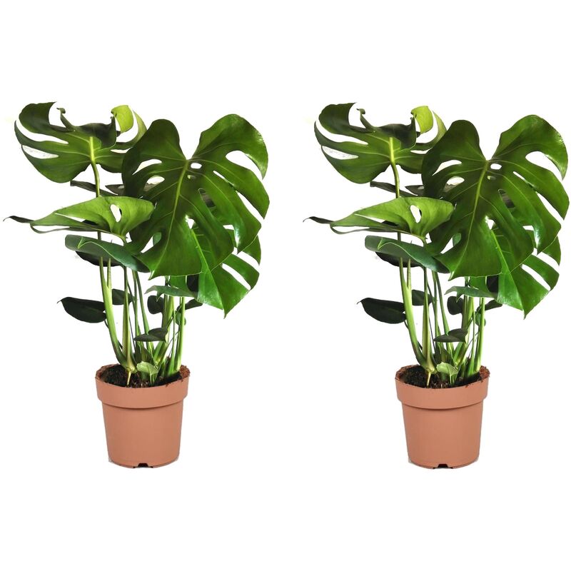 Plant In A Box - Monstera Deliciosa xl - Set de 2 - Pot 21cm - Hauteur 70-80cm - Vert