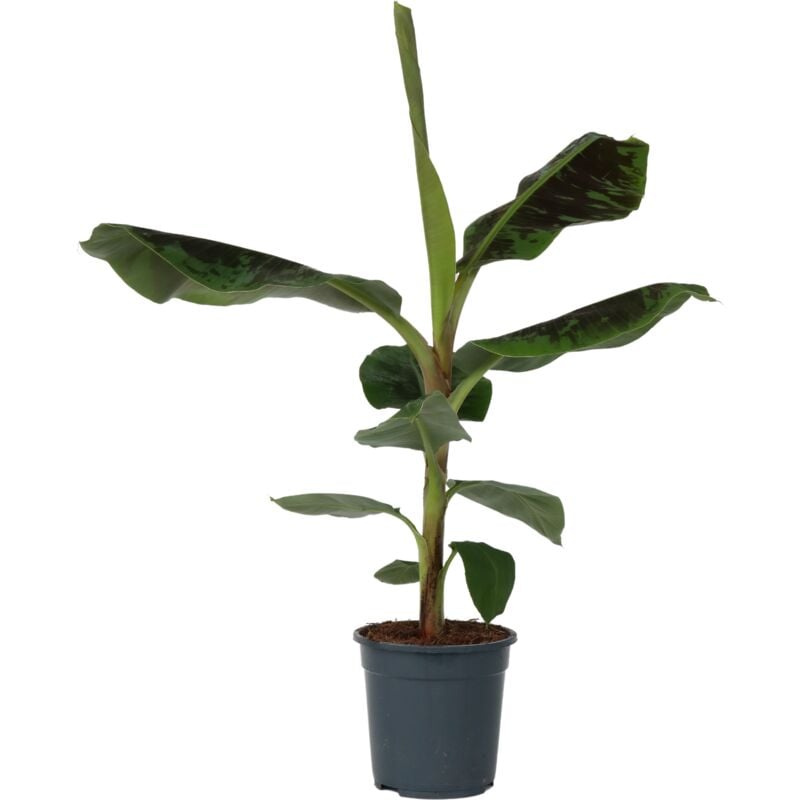 Plant In A Box - Bananaier nain - Musa 'Dwarf Cavendish' - Hauteur 90-100cm - ⌀21cm