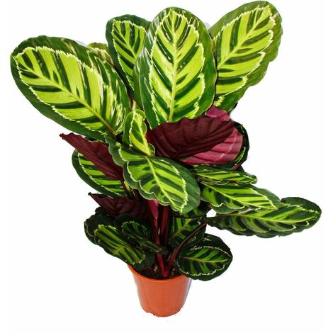 XXL plante d'ombrage à motif de feuilles inhabituel - Calathea roseapicta - pot de 19cm - hauteur env. 60-80cm