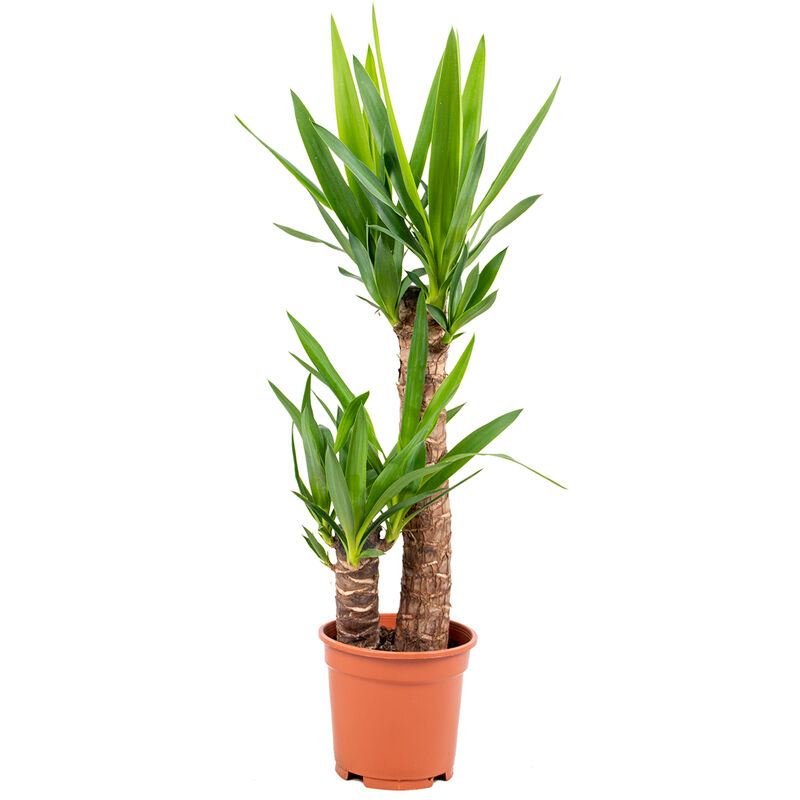 Bloomique - Yucca 'Elephantipes' 2 tigres - Lys palmier par pièce - Plante d'intérieur et pot de pépinière ⌀17 cm - ↕60-70 cm - Green
