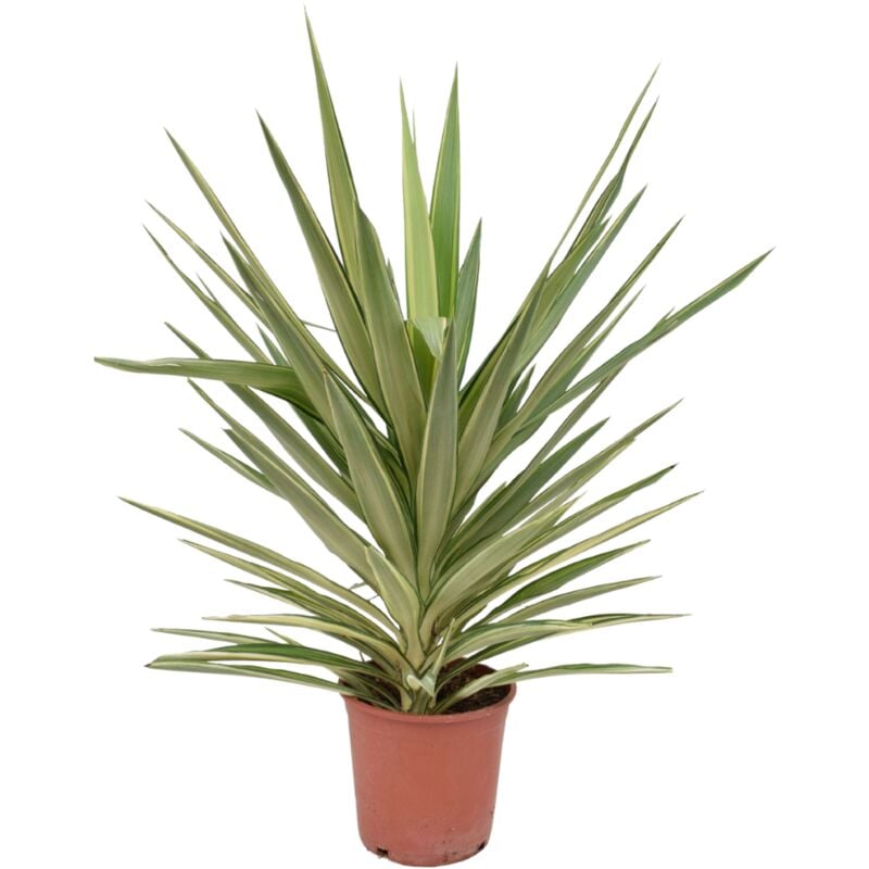 Plant In A Box - Yucca elephantipes 'Jewel' - Palmier xl - Pot 21cm - Hauteur 60-70cm - Vert