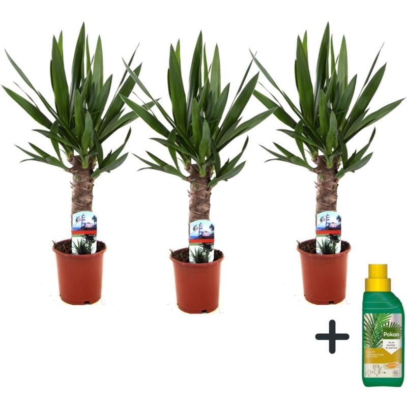 Plant In A Box - Pied d'éléphant - Set de 3 - Yucca elephantipes - Hauteur 50-60cm - ⌀14cm
