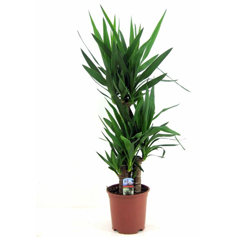 Plant In A Box - Yucca Elephantipes - Pot 21cm - Hauteur 70-80cm - Vert