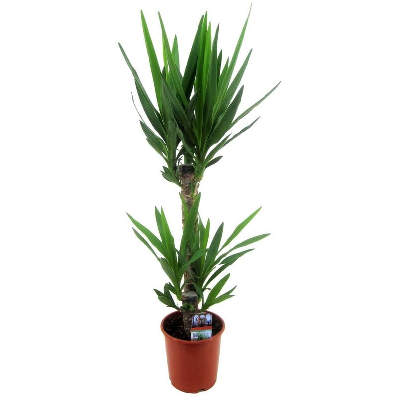 Plant In A Box - Yucca Elephantipes - Palmier - ⌀ 17cm - Hauteur 70-80cm - Vert