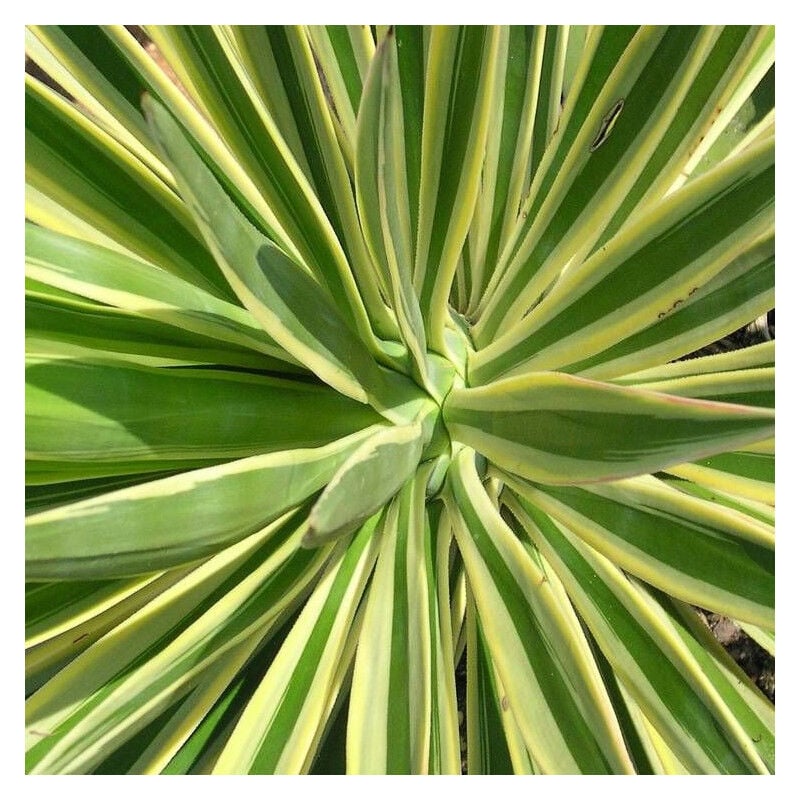 Yucca filamenteux Bright Edge/Pot de 4L