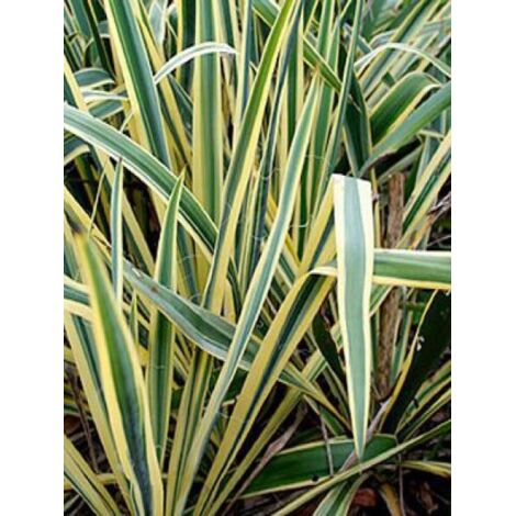 Yucca filamentosa 'Bright Edge' Pot de 2L/3L
