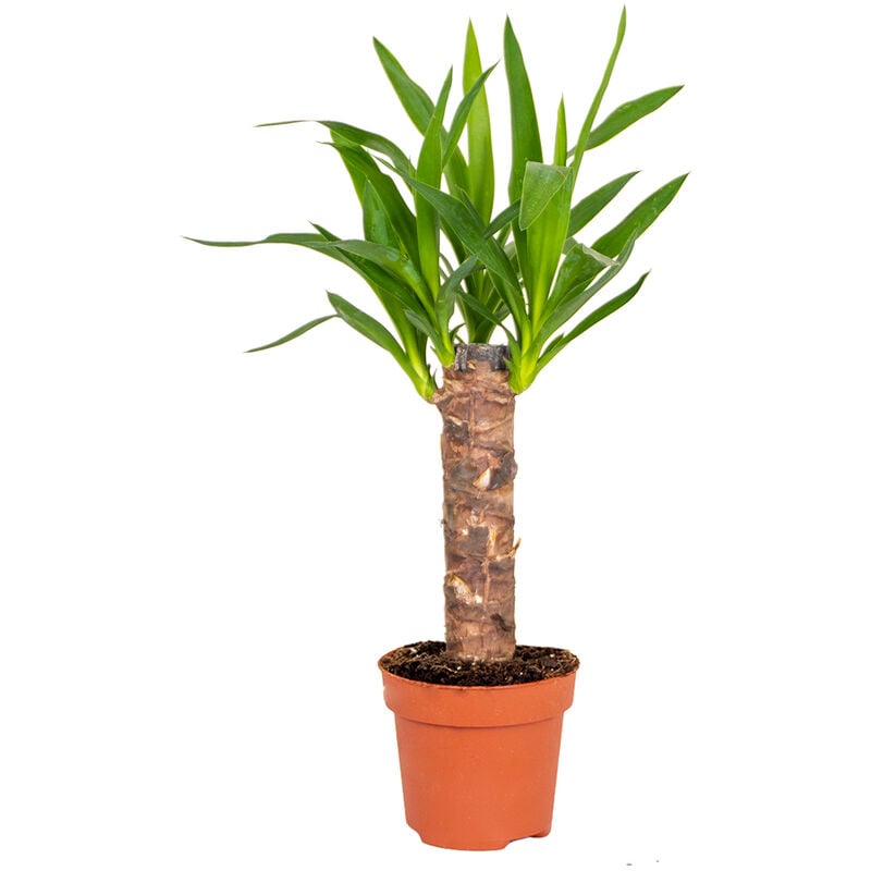 Bloomique - Yucca - Lys de palmier par pièce - Plante d'intérieur en pot de culture ⌀12 - ↕35-45 cm - Green