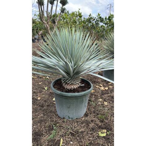 Yucca rigida vaso 40cm