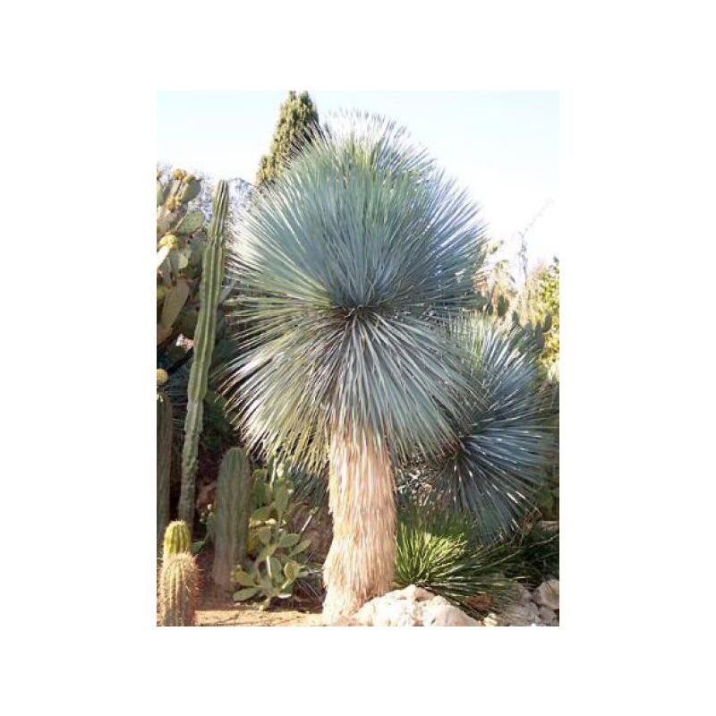 Yucca rostrata Pot de 4L/5L