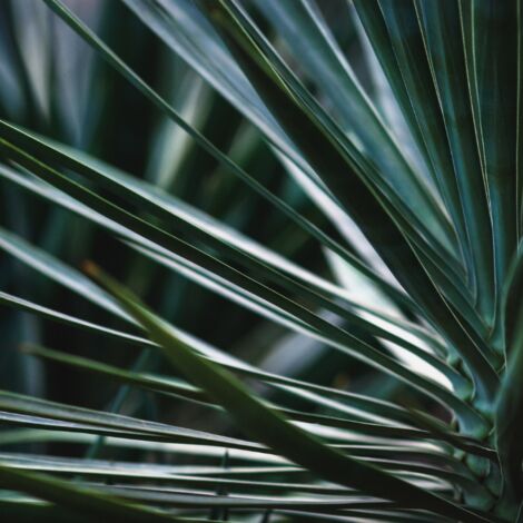 Yucca rostrata Pot 10L