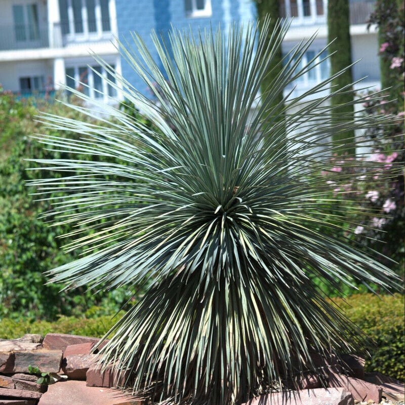 Yucca rostré rostrata/Pot de 20 L