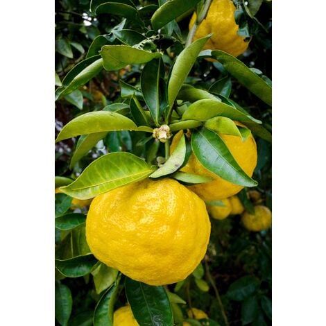 Yuzu "Citrus junos" pianta di agrumi giapponese in vaso  18 cm