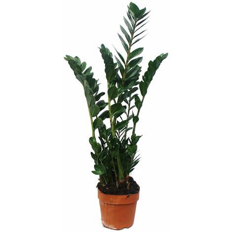 Zamioculcas zamiifolia, Glücksfeder 17cm Topf