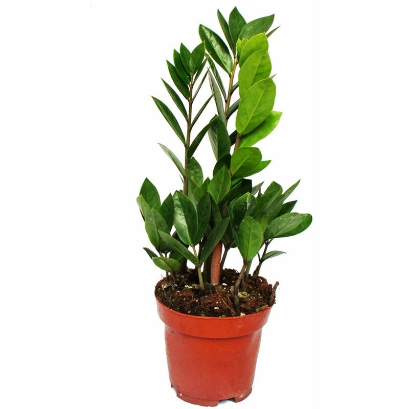 Zamioculcas zamiifolia - Palmier Zamio - Fougère Zamio 12cm Pot