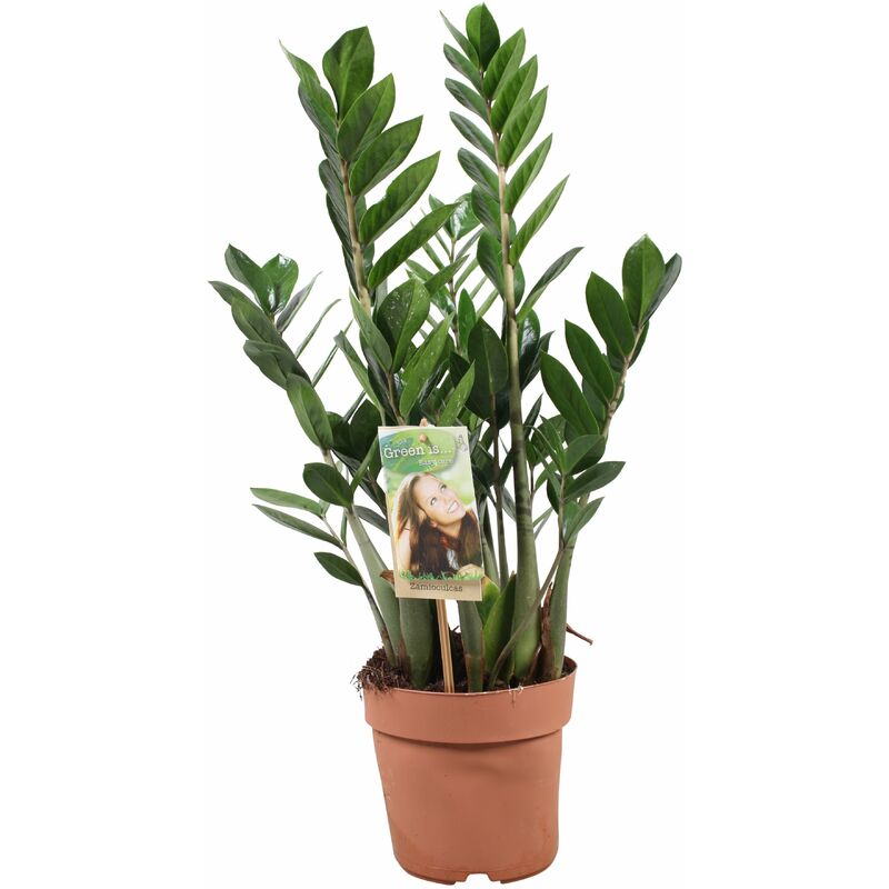 Plant In A Box - Zamioculcas Zamiifolia - Plante zz - Pot 17cm - Hauteur 55-65cm - Vert