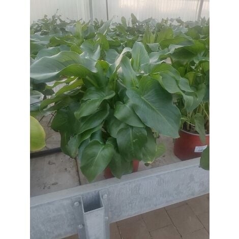 MEDITERRANEO GARDEN Zantedeschia Aethiopica-Calla Bianca