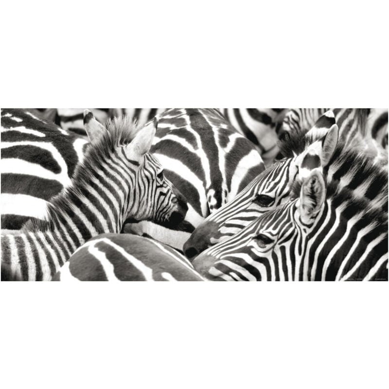 Zebras, photo murale, 202 x 90 cm, 1 part