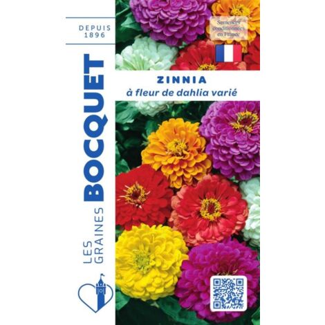 Zinnia à fleur de dahlia varié - 1g