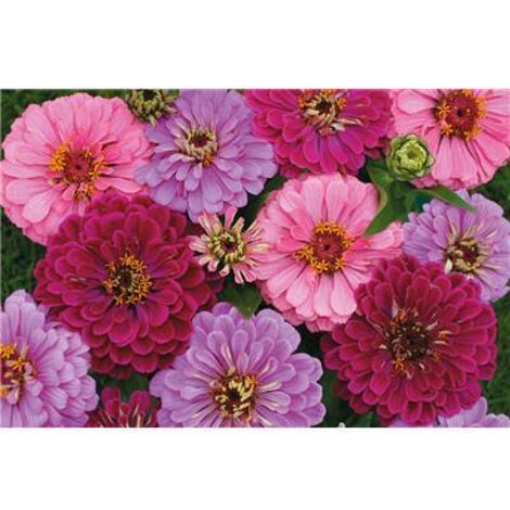 ZINNIA ART DECO - 1 G - Graines de fleurs