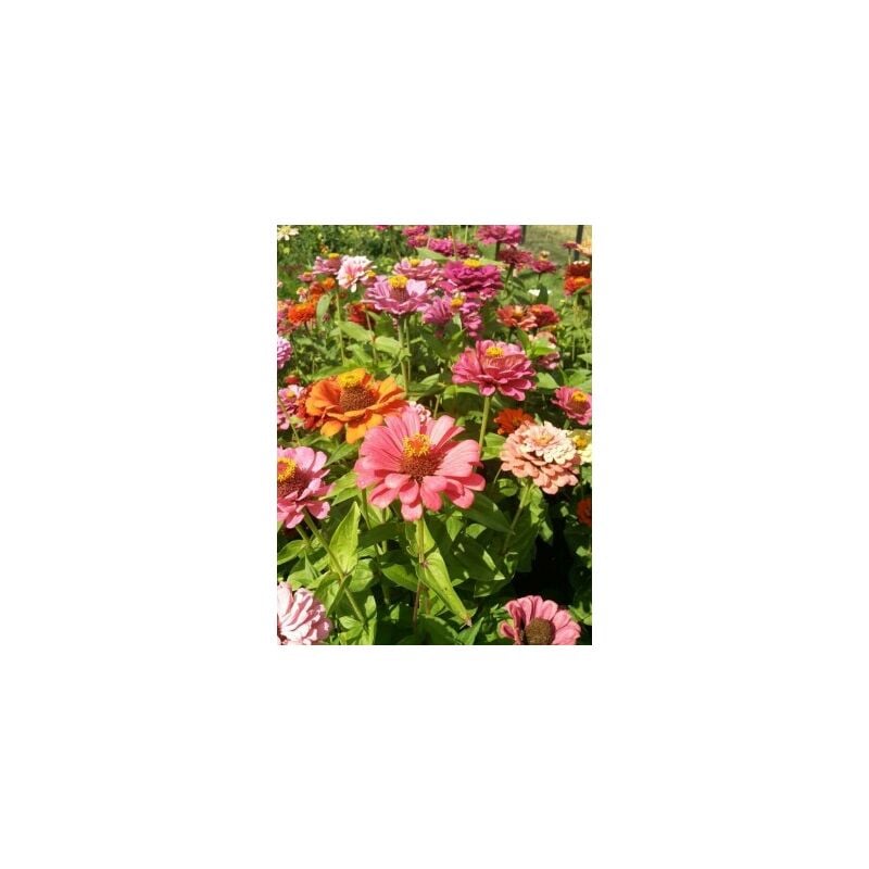 Graines Bocquet - Zinnia élégant double de Californie varié - 1g