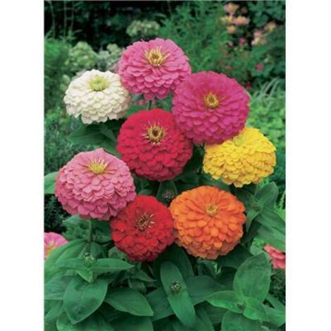 ZINNIA FLEUR DE DAHLIA - 2 G  - Graines de fleurs