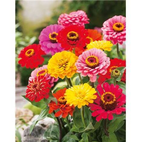ZINNIA GEANT DE CALIFORNIE - 2 G - Graines
