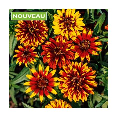 ZINNIA OLD MEXICO - 1 G