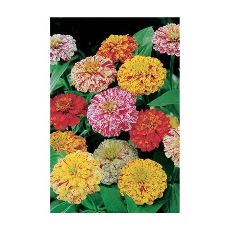ZINNIA PEPPERMINT STICK - 2 G - Graines de fleurs par variété