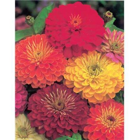 ZINNIA ROBUSTA - 2 G - Graines de fleurs par variété