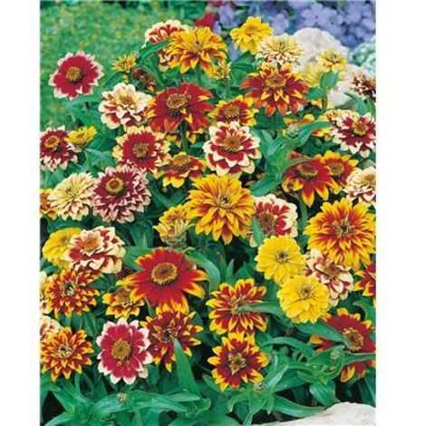 ZINNIA TAPIS PERSAN - 1 G - Graines de fleurs par variété