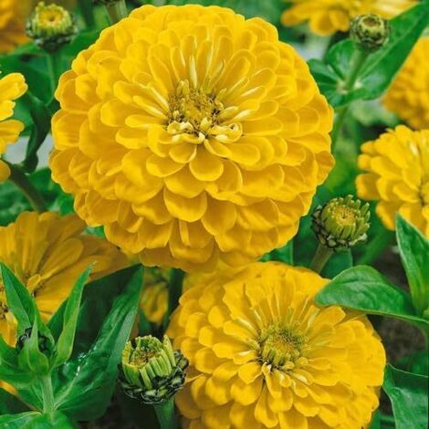 Zinnie – 1000 Samen – Große Blüten – Gelb – Beetpflanze