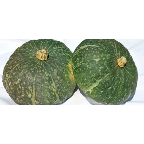 Zucca delica