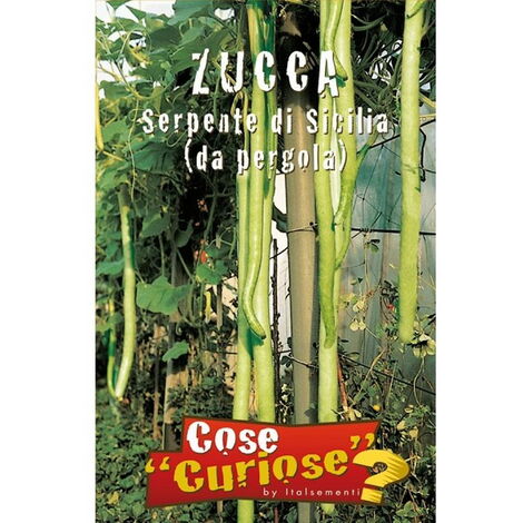 Zucca o zucchetta da pergola (Semente)