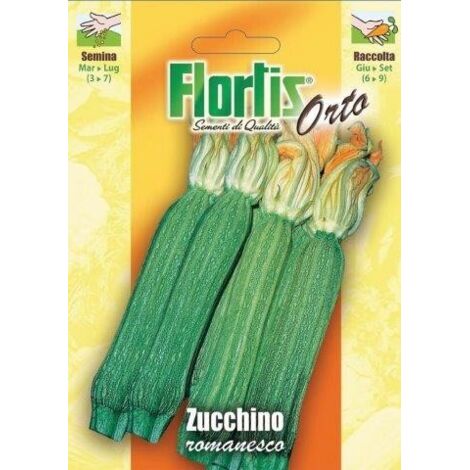 ZUCCHINO ROMANESCO