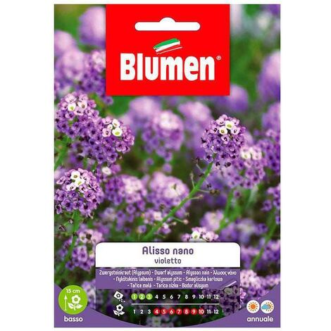 Zwergviolette Alyssum-Samen im Umschlag